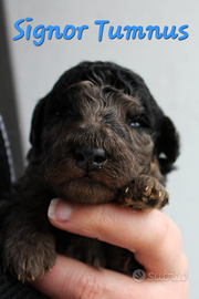 Barboncino nano merle