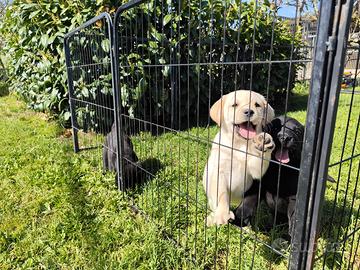 Cuccioli labrador con pedigree