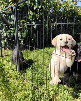 Cuccioli labrador con pedigree
