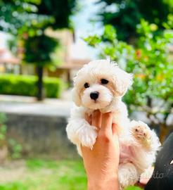 Bichon frise a poil