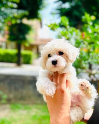 Bichon frise a poil
