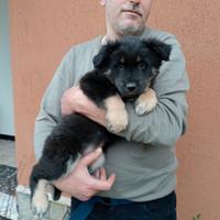 Cucciolo pastore