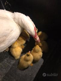 Animali Anatroccoli appena nati