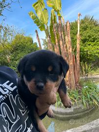 Cuccioli rottweiler con Pedegre