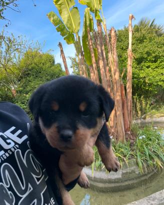 Cuccioli rottweiler con Pedegre