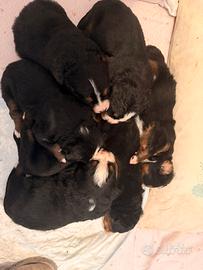 Cuccioli bovaro del Bernese