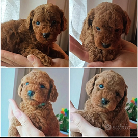 Cuccioli barboncino red