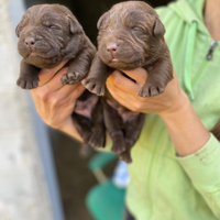 Cuccioli di labrador cioccolato pedigree e test