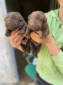 Cuccioli di labrador cioccolato pedigree e test