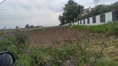 Ampio Terreno agricolo cell.3771127141