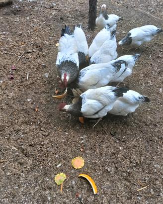Vendita galli