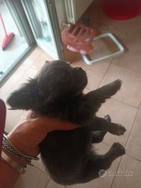Chihuahuahua femmina e maschio