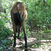 Caprone becco di capra riproduttore giovane