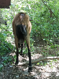 Caprone becco di capra riproduttore giovane