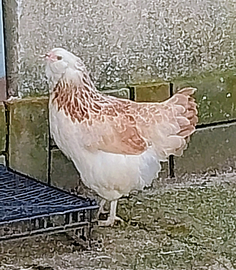 Avicoli da ornamento