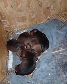 Cuccioli di pinscher toy