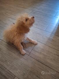 Maltipoo
