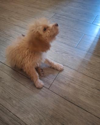 Maltipoo