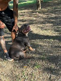 American bully ABKC