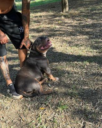 American bully ABKC