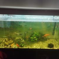 Pesci con acquario