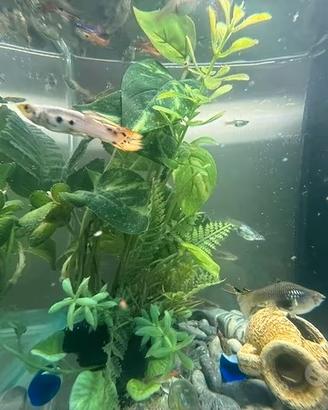 Guppy Endler