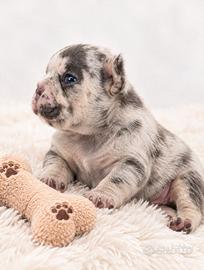 Cuccioli bulldog francese merle