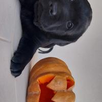 Cuccioli labrador neri