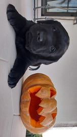 Cuccioli labrador neri