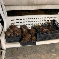 Polloni cicas revoluta