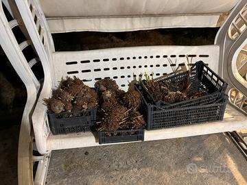 Polloni cicas revoluta