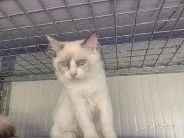 Cuccioli di ragdoll con pedigree AFeF