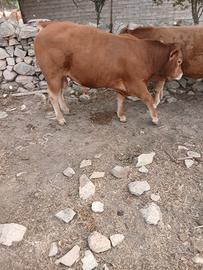 Manzi torelli limousine