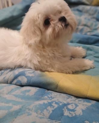 Cuccioli di Maltese