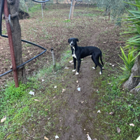 Cane incrocio