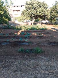 Terreno edificabile