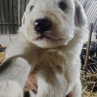 Cuccioli di pastore maremmano