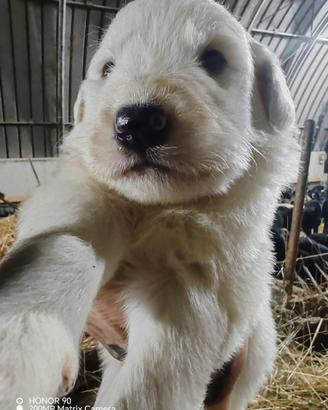 Cuccioli di pastore maremmano