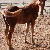 Quarter horse reining