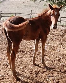 Quarter horse reining