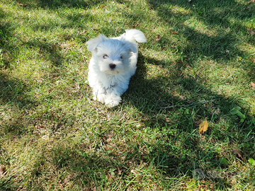 Maltese americano ( toy)