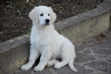 Cuccioli Golden Retriever