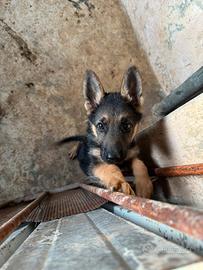 Cane pastore tedesco