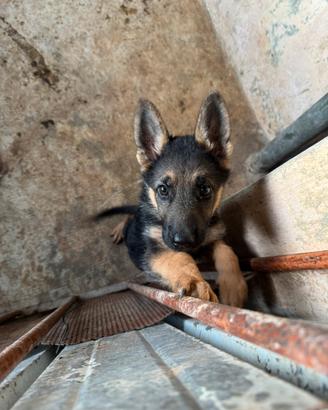 Cane pastore tedesco