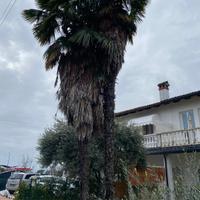 Palme da giardino