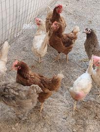 Galline ovaiole e pollastre