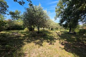 SAGRADO Terreno collinare con uliveto