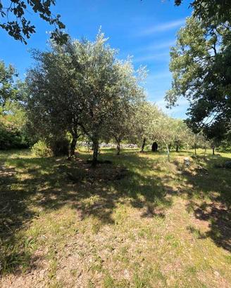 SAGRADO Terreno collinare con uliveto