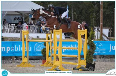Cavallo sella francese