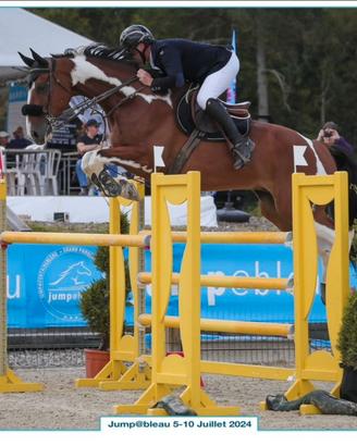 Cavallo sella francese